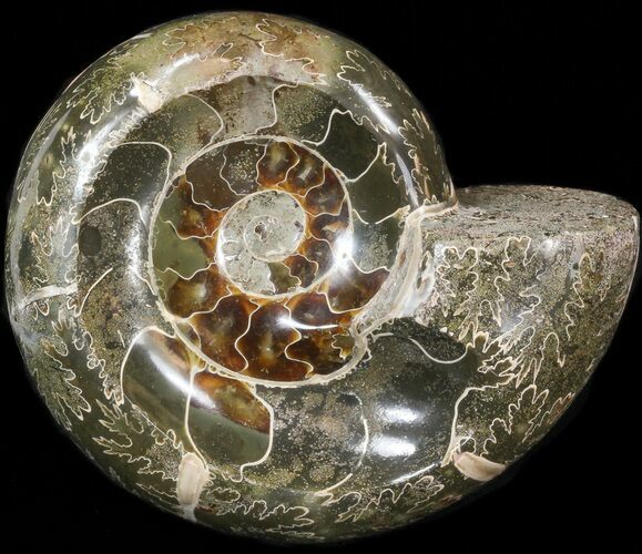 Thick Wide Polished Ammonite 'Dish' #41647